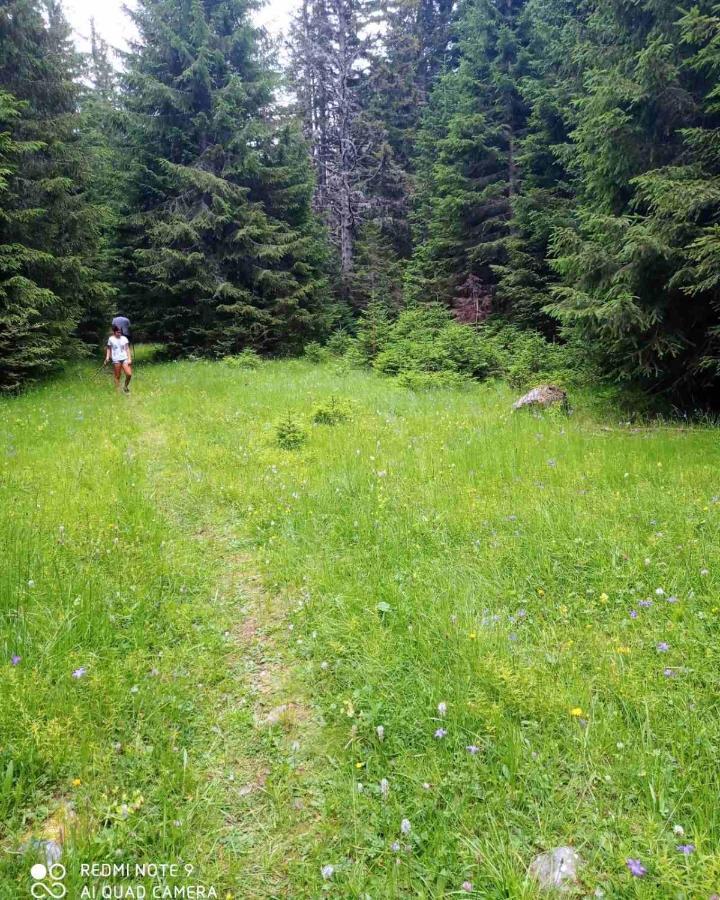 North Forest Zabljak  Exterior photo